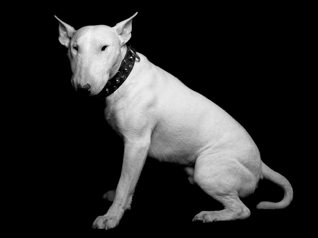 Bull Terrier